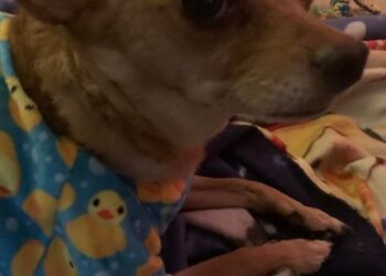 Natural Remedies for Tumors in Dogs and Cats