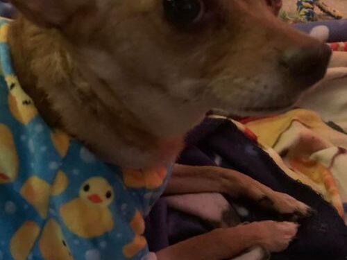 Natural Remedies for Tumors in Dogs and Cats