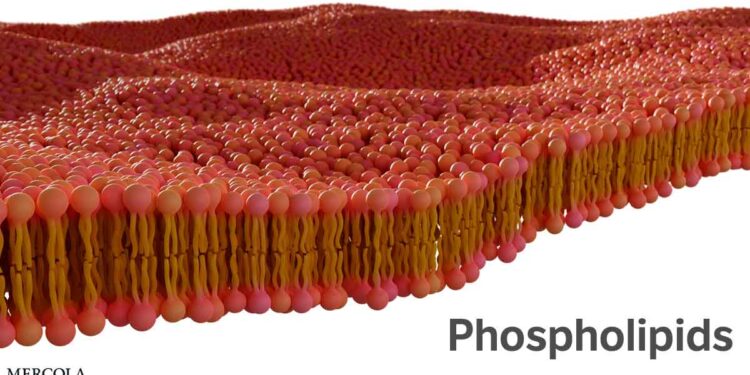 Phospholipids: A Hidden Superpower for Your Health