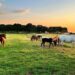 Texas Senate Passes Legislation Banning ‘Hostile Foreign Nations’ From Buying Farmland