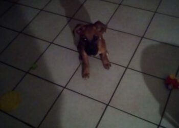 Activated Charcoal for Parvo – #1 Most Popular Remedy