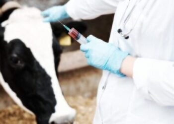 Beef Company CEO: “I’ll Shut Down the Company Before We Ship a Single Bag With mRNA-Injected Meat” | The Gateway Pundit