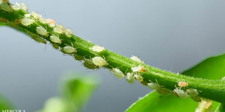 GMO Insects Could Soon Convert Into the World's Deadliest Weapons