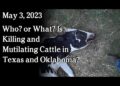 May 3 – Who? or What? Is Killing and Mutilating Cattle in Texas and Oklahoma?