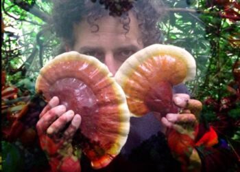 ⚗️🍄🌲 Our 22 Reishis supply is sporadic (pun intended)! Currently, we have 25 new bottles — tough to get! Now is the Ti…