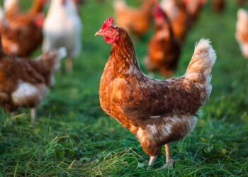 The Most Unlikely Animal to Lead a Food Revolution