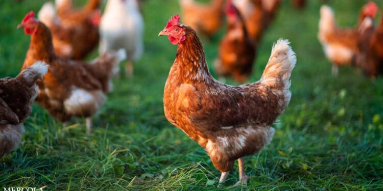 The Most Unlikely Animal to Lead a Food Revolution