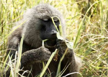 Do Animals Self-Medicate?