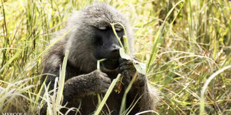 Do Animals Self-Medicate?