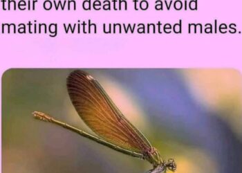 “Fake Their Own Death” called out. Great concept.