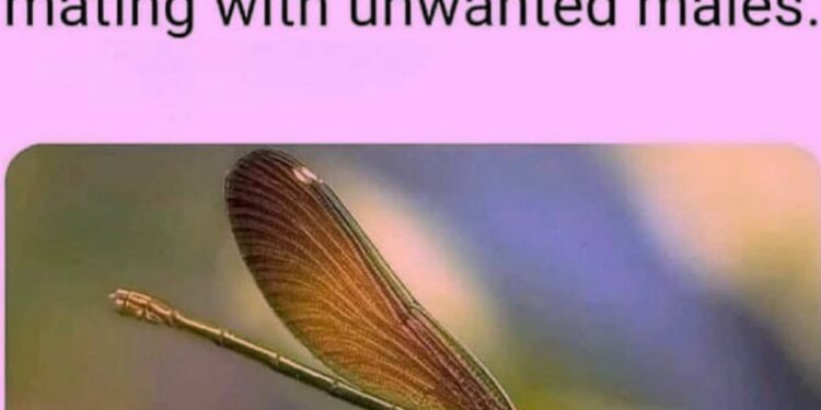 “Fake Their Own Death” called out. Great concept.