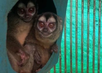 NIH Tried to Help Disgraced Monkey Abusers in Colombia Keep Funding