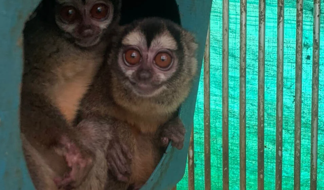 NIH Tried to Help Disgraced Monkey Abusers in Colombia Keep Funding