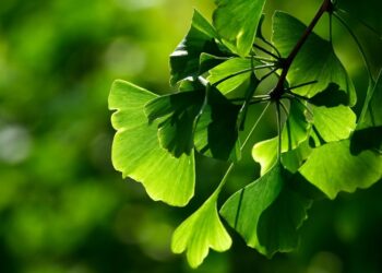 Natural Remedies for Hearing Loss