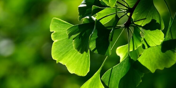 Natural Remedies for Hearing Loss