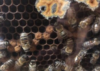 🍯 NoniLand Honey is Back!! 🍯 The bees at NoniLand feed and collect pollen from the the following flowers around the No…