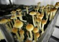 ‘Shroom’ Boom Kicks Off Psychedelic Revolution Across America As Psilocybin Consumption Soars