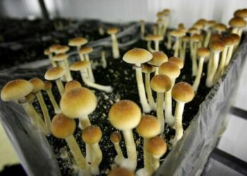 ‘Shroom’ Boom Kicks Off Psychedelic Revolution Across America As Psilocybin Consumption Soars
