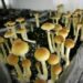 ‘Shroom’ Boom Kicks Off Psychedelic Revolution Across America As Psilocybin Consumption Soars
