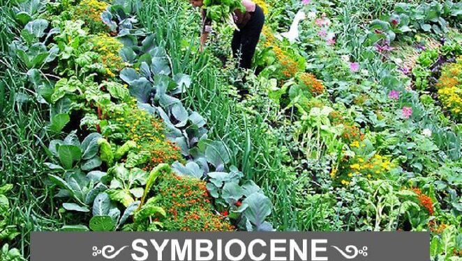 Word of the Day: Symbiocene