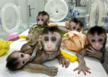 Access To Pet Cloning Growing Worldwide Despite High Costs, Skepticism