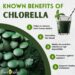 Chlorella is a hugely important superfood for the times! Start taking chlorella and help protect your body against heavy…
