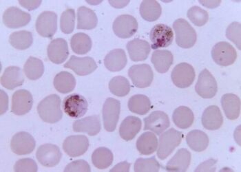 Florida Issues Statewide Emergency Malaria Alert