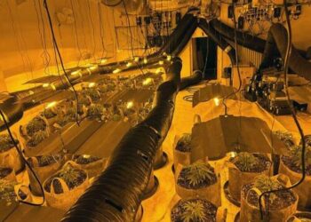 Nearly 1,000 Arrested In “Unprecedented” UK-Wide Crackdown On Cannabis Farms