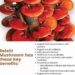 Reishi Mushroom TinctureWildcrafted North American Reishi TinctureDual ExtractionContains Wildcrafted North American Rei…