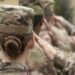 Shaving Ryan’s Privates: Female Military Recruits Forced To Shower With, Sleep Between, Transitioning Men