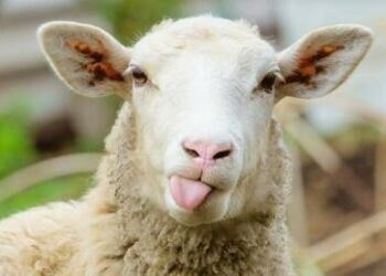 The Fatal Error Of Sheep