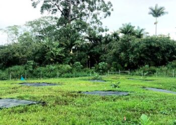 Baby Ulu (Breadfruit) Orchard (Hawaii)