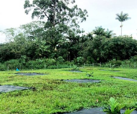 Baby Ulu (Breadfruit) Orchard (Hawaii)