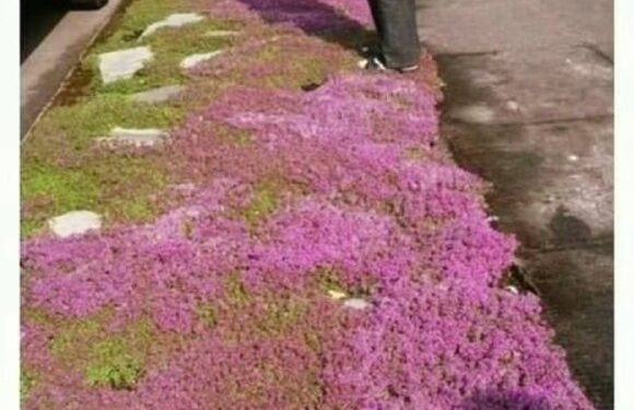 Epic groundcover!
