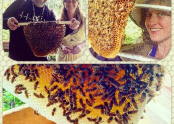 NoniLand Honey. Since 2006. OG. Pure as Pure gets.https://shop.davidwolfe.com/products/noniland-honey