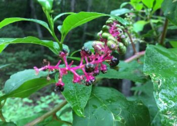 Pokeberry Health Benefits