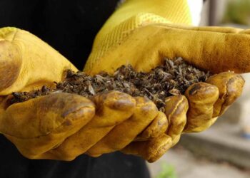 Roundup Weed Killer Called Out as a Bee Killer