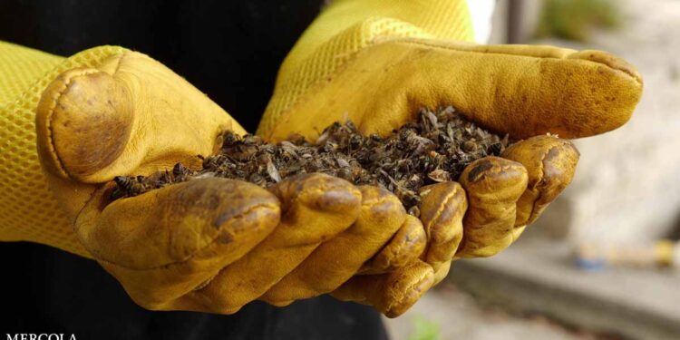 Roundup Weed Killer Called Out as a Bee Killer
