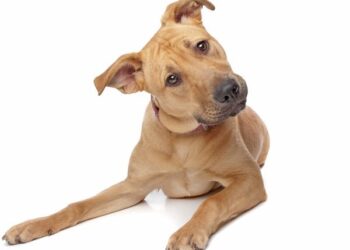 Study: Majority of Dog Owners Skeptical of Rabies Vaccine