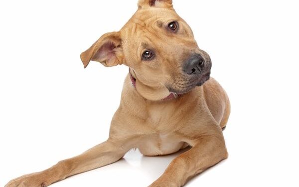 Study: Majority of Dog Owners Skeptical of Rabies Vaccine