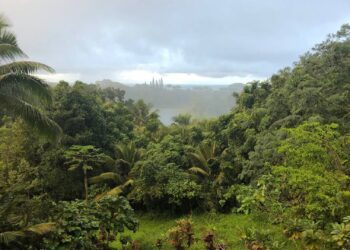 The bees at NoniLand feed and collect pollen from the the following flowers around the NoniLand farm in order to create…