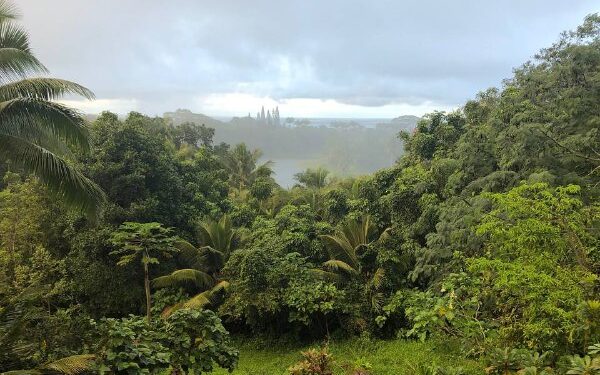 The bees at NoniLand feed and collect pollen from the the following flowers around the NoniLand farm in order to create…
