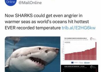 They’re trying so hard!! “Angrier” sharks! Hilarious.