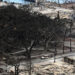 Wildfires ‘Likely the Largest Natural Disaster’ in Hawaii History