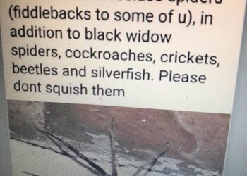 Wolf spiders are The Best Ever!!