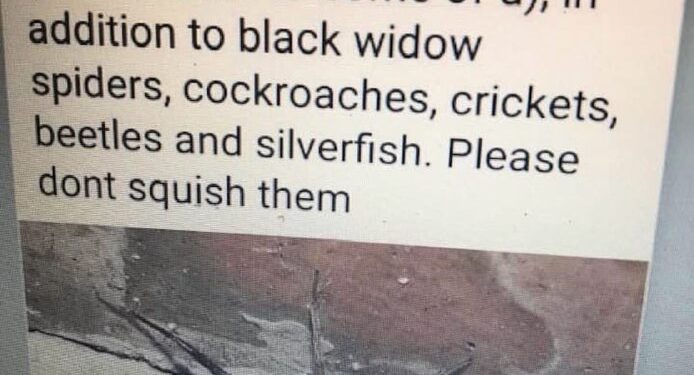 Wolf spiders are The Best Ever!!