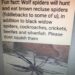 Wolf spiders are The Best Ever!!
