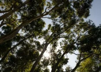 California Awarded $100 Million From Fed To Plant Trees To Combat Extreme Heat