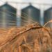 European Commission Grapples With Influx Of Ukraine Grain