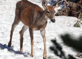 Oh, Deer: In US Capital, 'Bambi' Is Increasingly Unwelcome